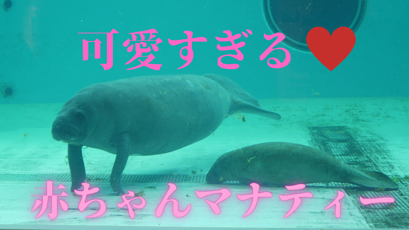 無料で見れる 美ら海水族館の赤ちゃんマナティーが可愛すぎる まぼブログ