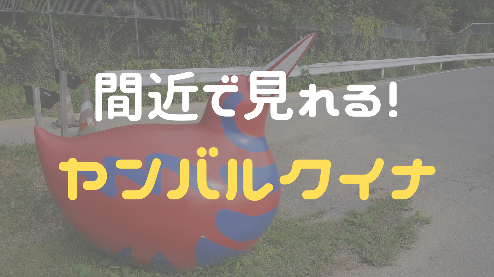 必ず見れる 希少なヤンバルクイナがいる 生態展示学習施設クイナの森 国頭村 まぼブログ 必ず見れる 希少なヤンバルクイナがいる 生態展示学習施設クイナの森 国頭村 まぼブログ